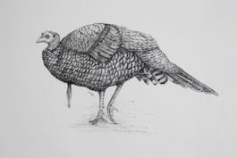 Turkey 1 (pen and ink)